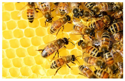 les abeilles et le miel